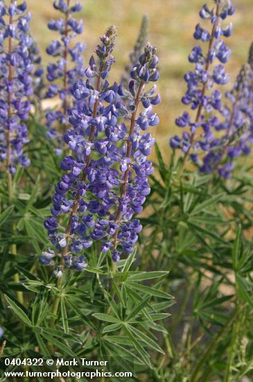 Lupinus sulphureus