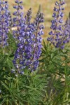 Sulphur Lupine blossoms & foliage