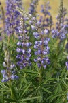 Sulphur Lupine blossoms & foliage