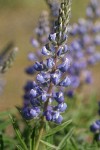 Sulphur Lupine blossoms detail