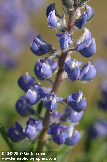 Lupinus sulphureus