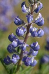 Sulphur Lupine blossoms detail