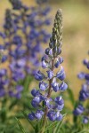 Sulphur Lupine blossoms