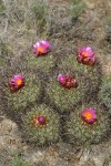 Hedgehog Cactus