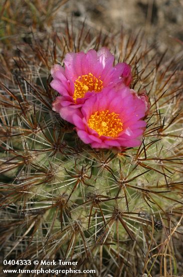 Pediocactus nigrispinus