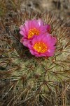 Hedgehog Cactus