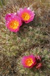 Hedgehog Cactus