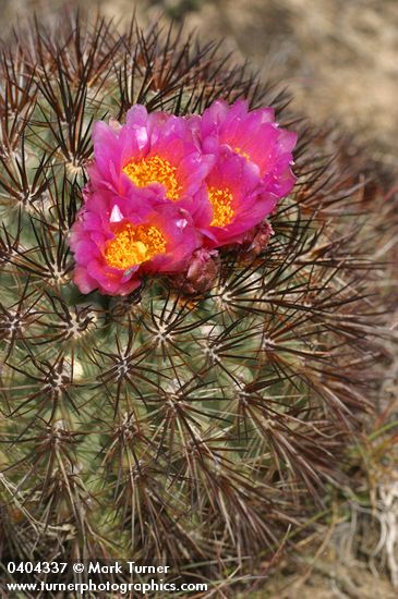 Pediocactus nigrispinus