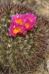 Hedgehog Cactus