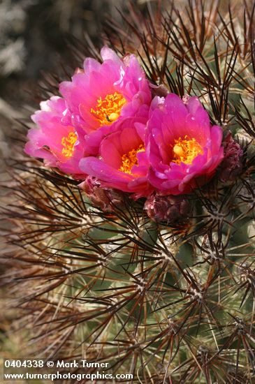 Pediocactus nigrispinus