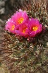 Hedgehog Cactus