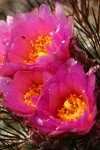 Hedgehog Cactus blossoms detail