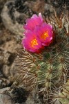 Hedgehog Cactus