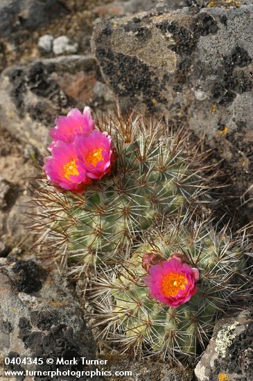 Pediocactus nigrispinus