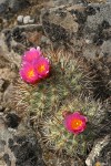 Hedgehog Cactus