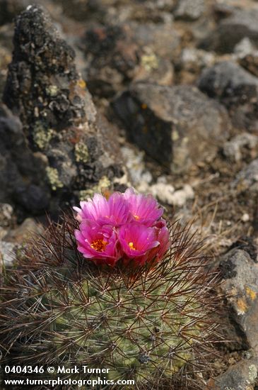 Pediocactus nigrispinus