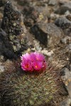 Hedgehog Cactus