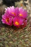 Hedgehog Cactus