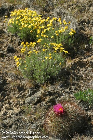 Pediocactus nigrispinus; Stenotus stenophyllus (Haplopappus stenophyllus)