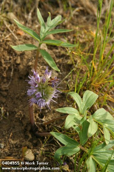 Hydrophyllum capitatum