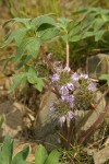 Waterleaf