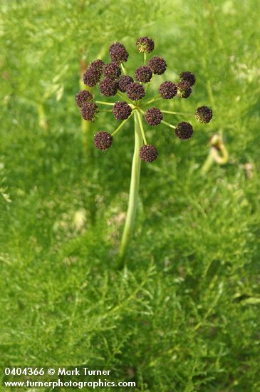 Lomatium dissectum