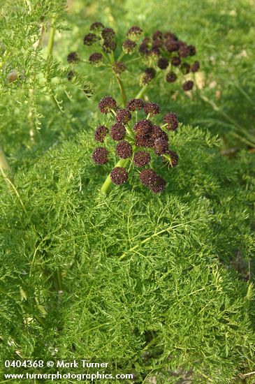 Lomatium dissectum