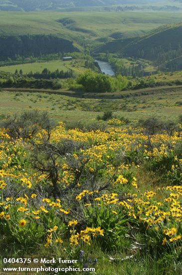 Balsamorhiza sagittata