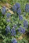 Pacific Lupines