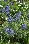 Pacific Lupines, backlit