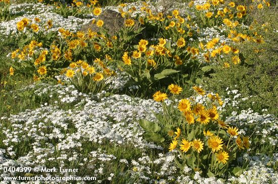 Balsamorhiza sagittata; Phlox speciosa