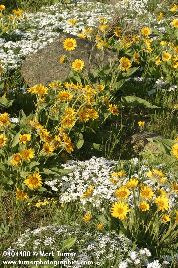 Balsamorhiza sagittata; Phlox speciosa