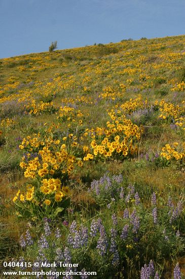 Balsamorhiza sagittata; Lupinus sulphureus