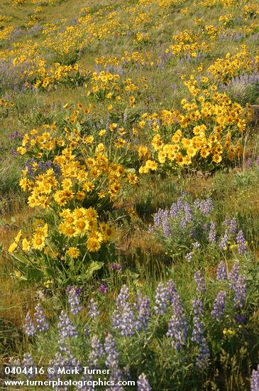 Balsamorhiza sagittata; Lupinus sulphureus