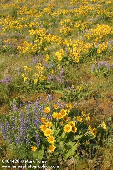 Balsamorhiza sagittata; Lupinus sulphureus