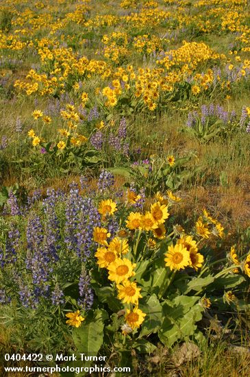 Balsamorhiza sagittata; Lupinus sulphureus