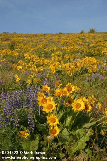 Balsamorhiza sagittata; Lupinus sulphureus