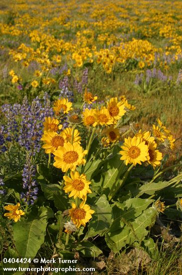 Balsamorhiza sagittata; Lupinus sulphureus