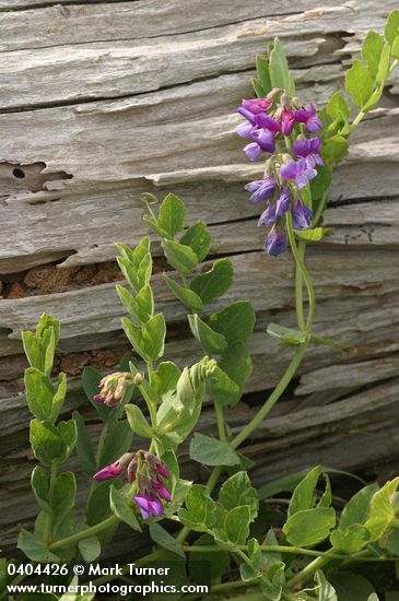 Lathyrus japonicus