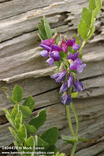 Lathyrus japonicus