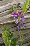 Beach Pea against driftwood log