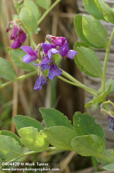 Lathyrus japonicus