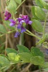 Beach Pea blossoms & foliage