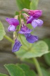 Beach Pea blossoms & foliage detail