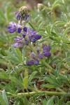 Seashore Lupine blossoms & foliage