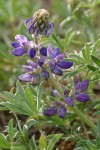 Seashore Lupine blossoms & foliage