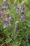 Seashore Lupine blossoms & foliage