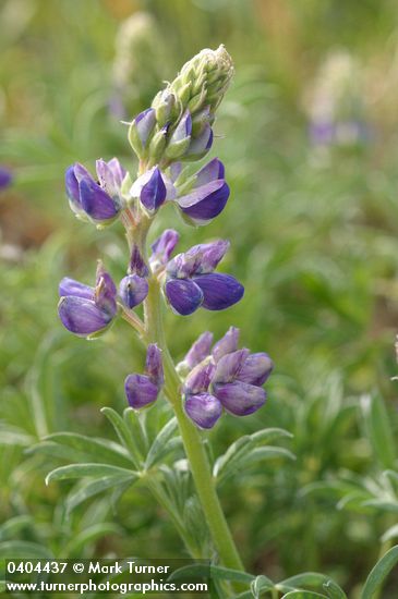 Lupinus littoralis