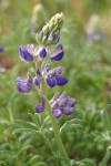 Seashore Lupine blossoms & foliage