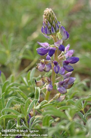 Lupinus littoralis